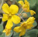 Senna covesii