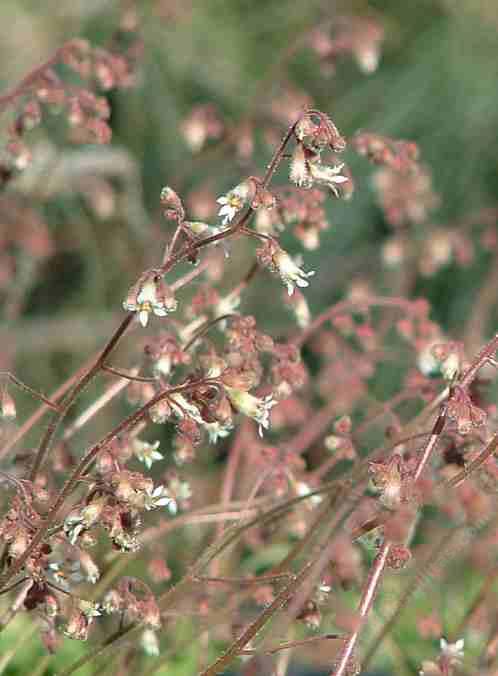 Heuchera hirsutissima