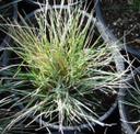 Poa fendleriana