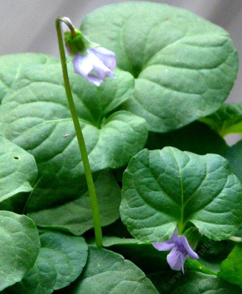 Viola palustris