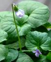 Viola palustris