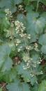 Heuchera maxima