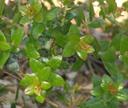 Arctostaphylos pajaroensis Brother James