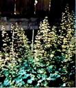 Heuchera micrantha