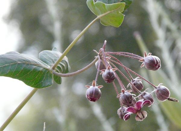 Asclepias cordifolia