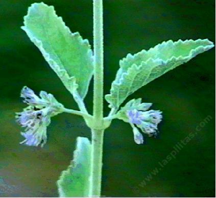 Hyptis emoryi