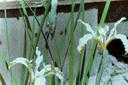 Iris fernaldii