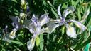 Iris longipetala
