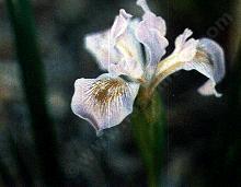 Iris munzii