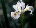 Iris munzii