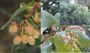 Arctostaphylos rainbowensis