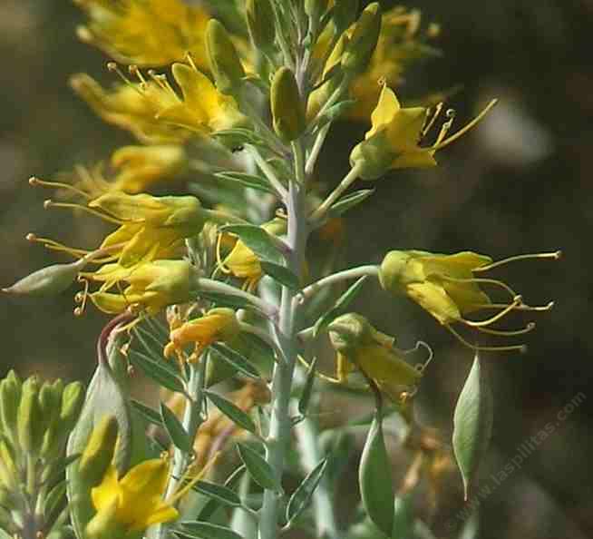 bladderpod bladderpod