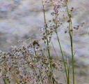 Juncus dubius