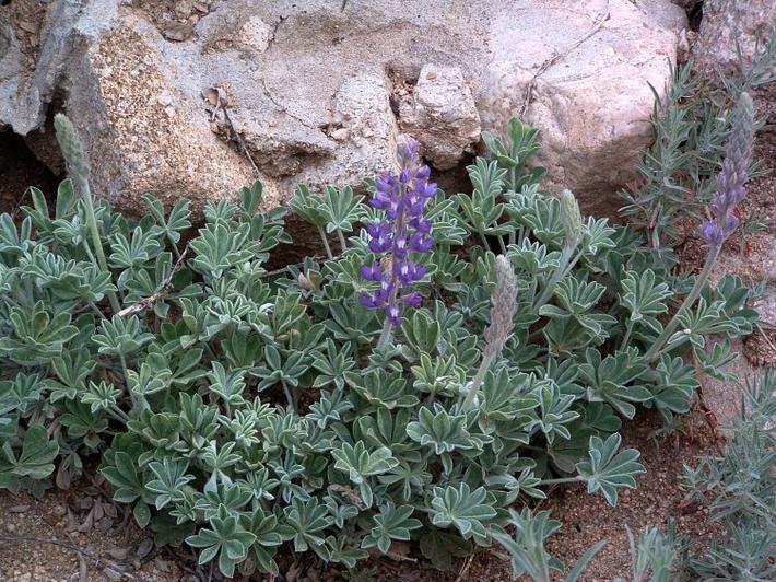 Lupinus formosus