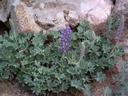 Lupinus formosus