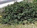 Arctostaphylos canescens