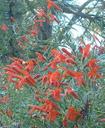 Keckiella ternata septentrionalis