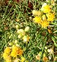 Lepidospartum squamatum