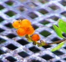 Lonicera subspicata subspicata