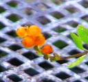 Lonicera subspicata subspicata