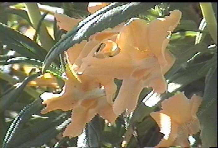 Diplacus aurantiacus lompocensis Vandenberg Monkey Flower