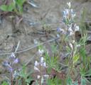 Lupinus bicolor