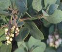 Arctostaphylos cushingiana