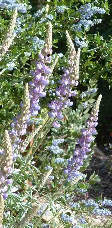 Lupinus excubitus
