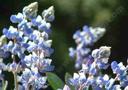 Lupinus nanus