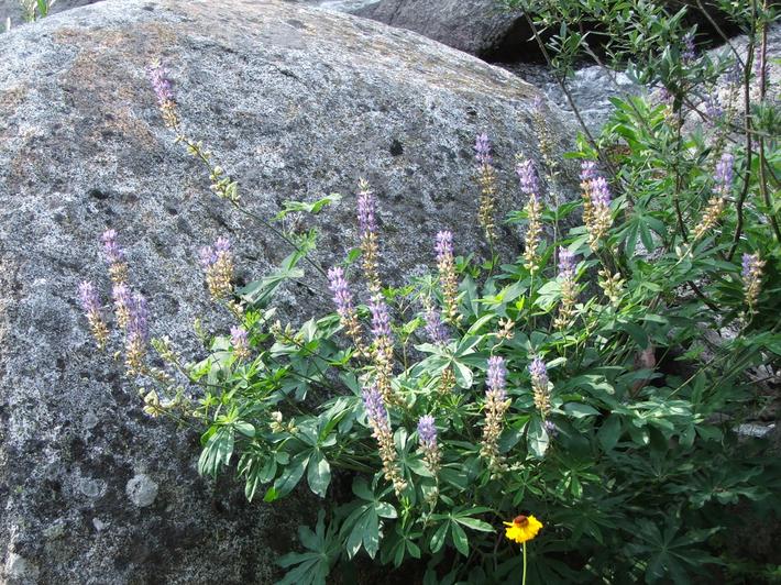 Lupinus polyphyllus bernardinus