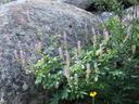 Lupinus polyphyllus bernardinus