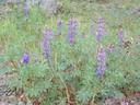 Lupinus succulentus