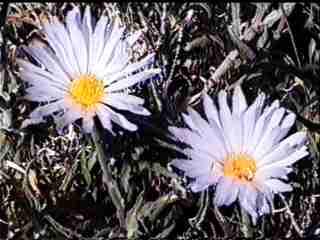 Machaeranthera tortifolia