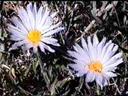 Machaeranthera tortifolia