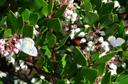 Arctostaphylos densiflora Harmony Manzanita