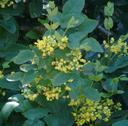 Mahonia repens