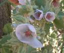 Malacothamnus marrubioides