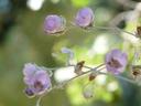 Malacothamnus jonesii
