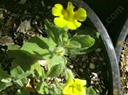 Mimulus primuloides