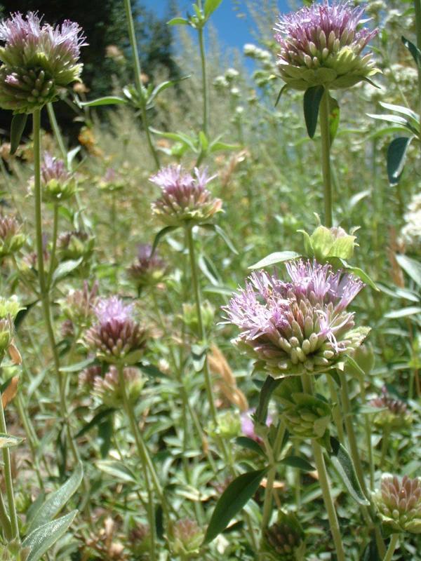 Monardella antonina Butterfly Mint Bush