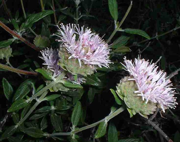 Monardella hypoleuca ssp. hypoleuca