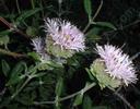 Monardella hypoleuca ssp. hypoleuca