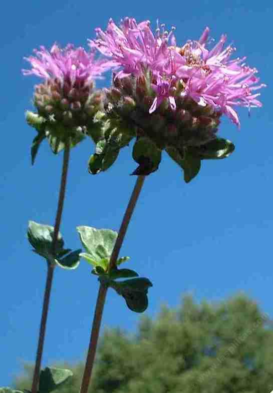 Monardella subglabra