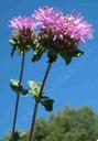 Monardella subglabra
