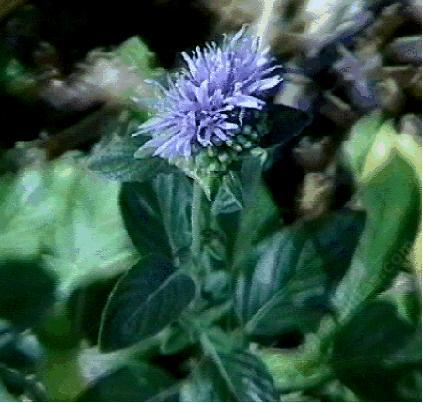 Monardella villosa neglecta
