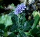 Monardella villosa neglecta