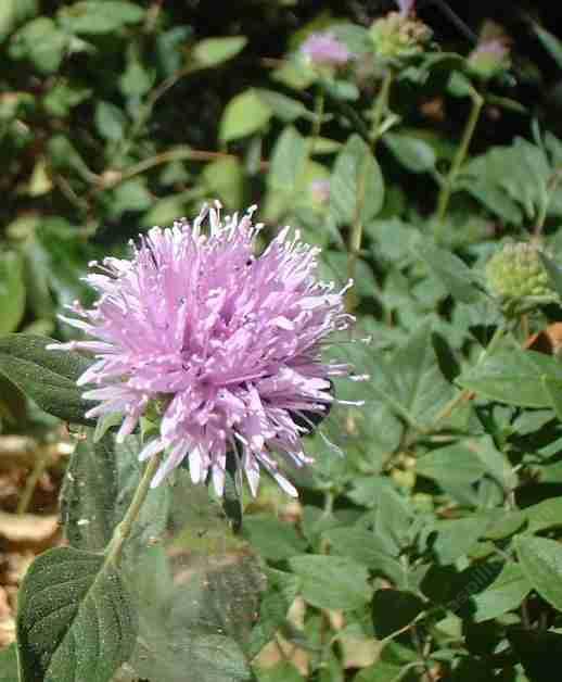 Monardella villosa subserrata