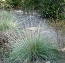 Muhlenbergia rigens