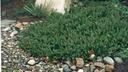 Arctostaphylos edmundsii Carmel Sur Manzanita