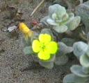 Camissonia cheiranthifolia cheiranthifolia